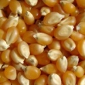 Mystic's MI Grown Non GMO Bulk Popcorn (10 lbs) Mushroom or Tender White 